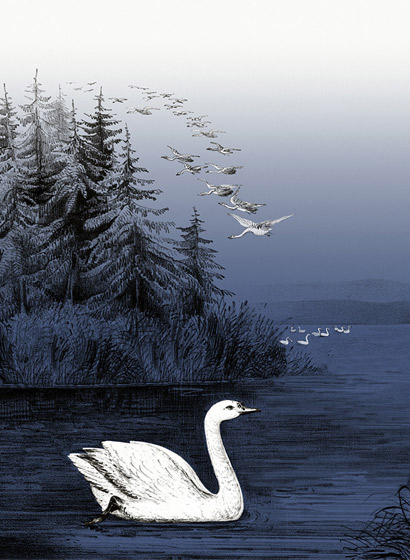 Tapete Swan Lake - Nightfall
