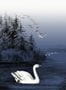 5350_1_rebel_walls_swan_lake_r16222-55580