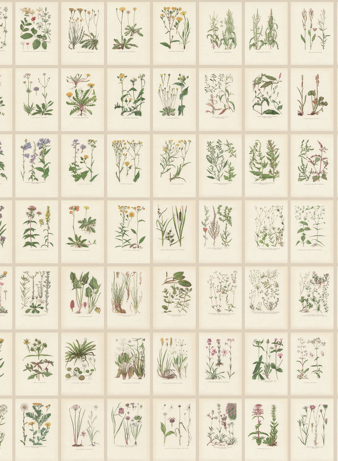Wandbild Botanica - Oat