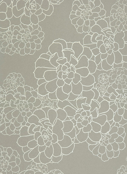 Tapete Aeonium - Steel