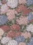 19157_03_Little_Greene_Rhododendron_Walk_0234RWINVIS-195441