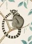 5177_1_sanderson_ringtailed-lemur_216665-54572