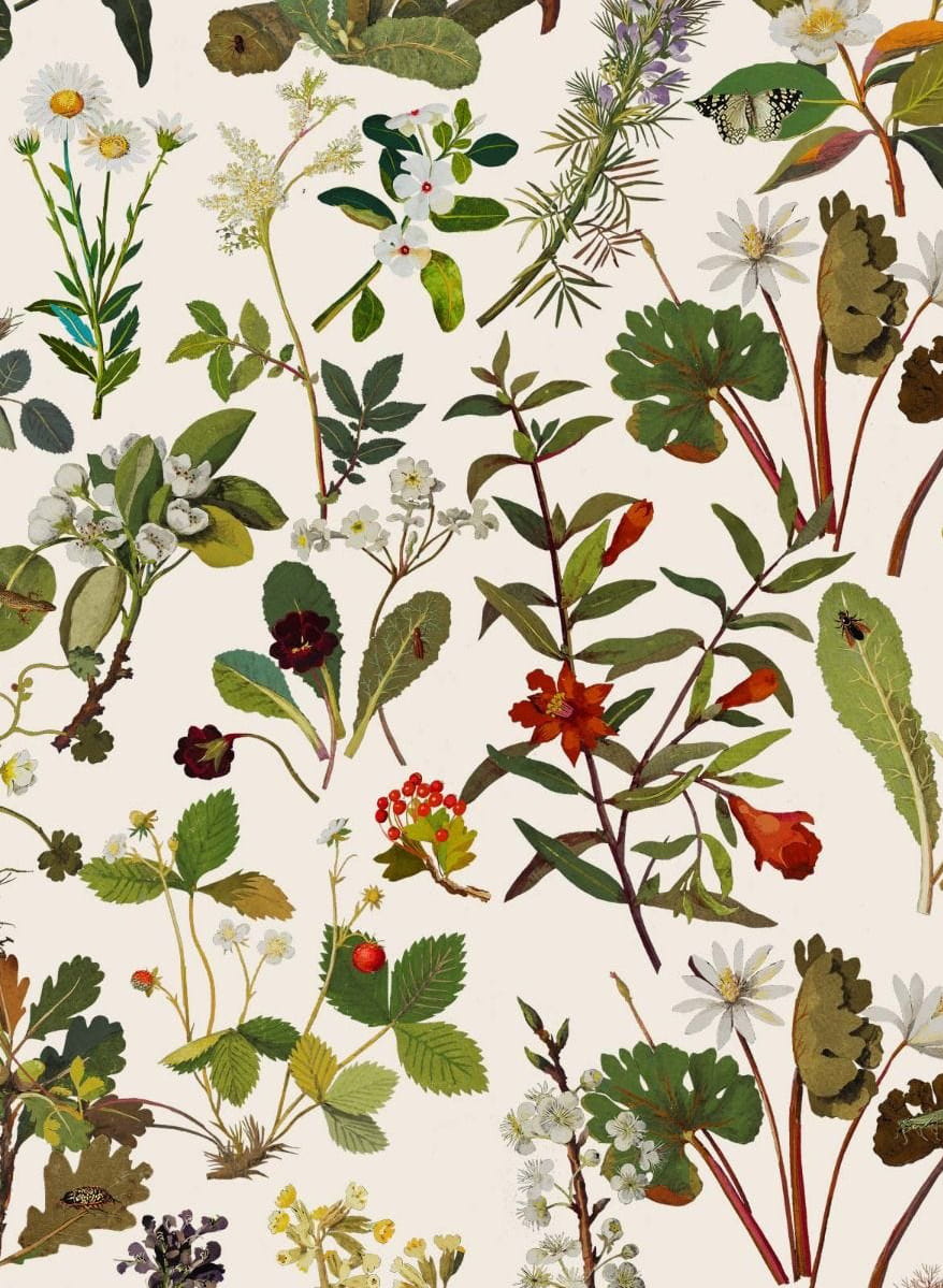 Carta da parati Herbarium - Ecru