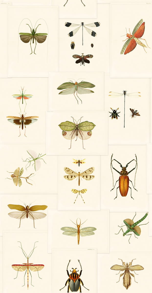 Tapete Entomology - WP20233