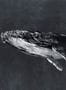 8508_3_Coordonne_Wandbild_Humpback_Whale_9500102-70122