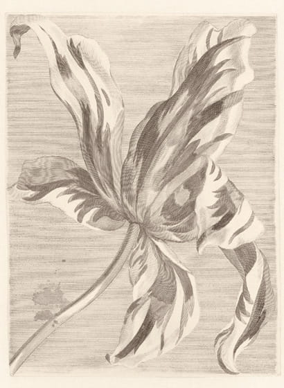 Tapete Tulip Teyler - 358117