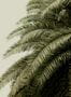 2408_2_rebel_walls_passion_leaf_love_r14002-25271