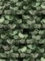 6657_2_Rebel_Walls_Petite_Peacock_Plumage_R18554-81926