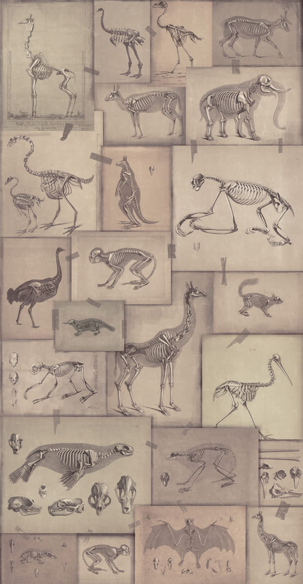 Tapete Zooarchaeology - WP20236