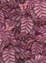 16631_03_Cole_and_Son_Acacia_Canopy_129-4016-180338