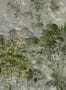 8581-3-Coordonne-Wandbild-Glass-7800992-75242