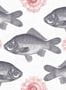 3158_1_mindthegap_fish_wp20008-28572