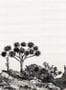 6903_2_Nobilis_Yucca_PAN211-88176