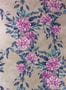 2967_2_osborne_little_rhodora_w7022-02-27633