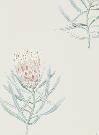 Tapete Protea Flower - Porcelain/ Blush