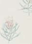 2947_4_sanderson_protea_flower_216330-27528