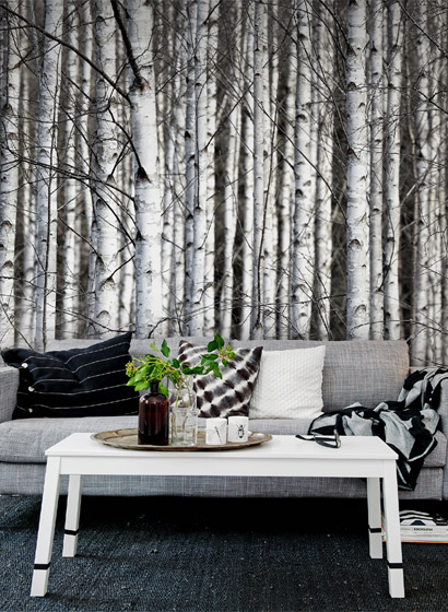Mural Birch Trunks