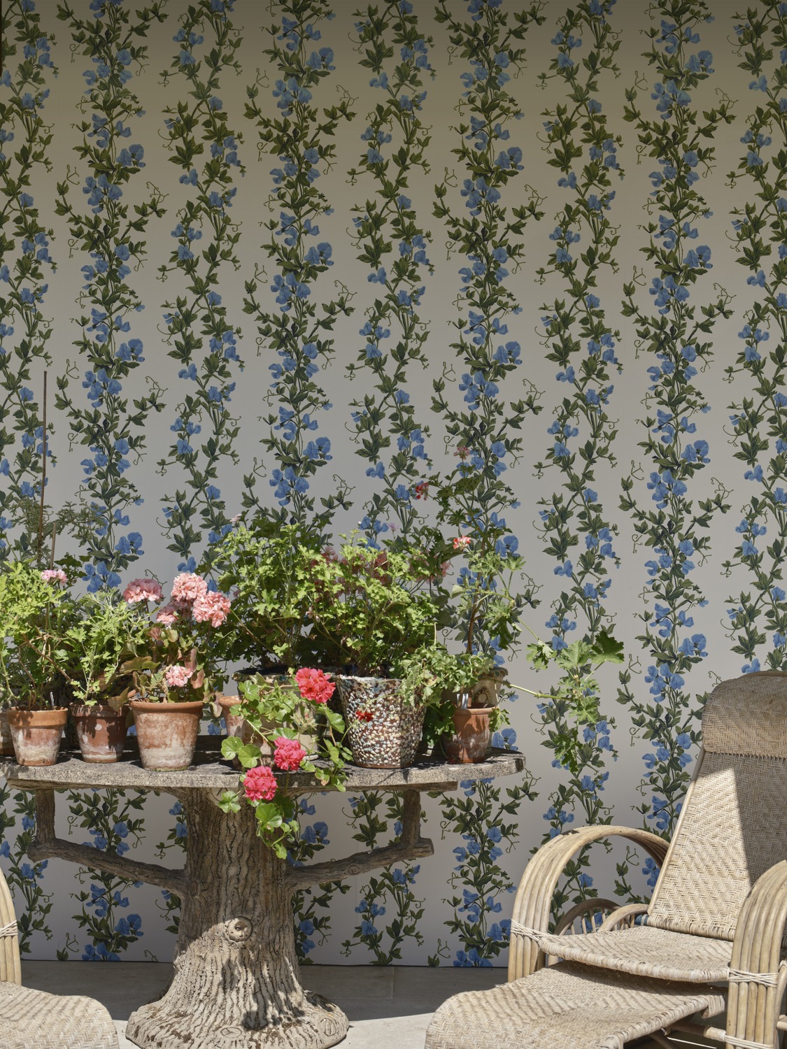 Wallpaper Sweet Pea - 6704