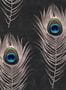 3441_1_mindthegap_peacock_wp20230-29524