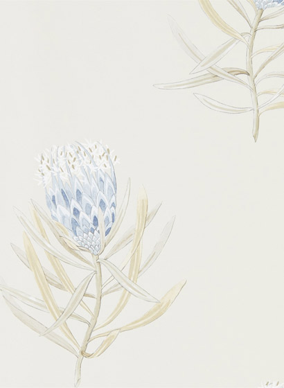 Tapete Protea Flower