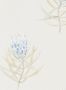 2947_1_sanderson_protea_flower_216327-27525