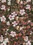 8500_3_Coordonne_Tapete_Floral_Tapestry_9500003-70073