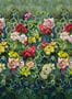 9455_1_Designers-Guild_Tapestry-Flower_PDG1153-01-94320