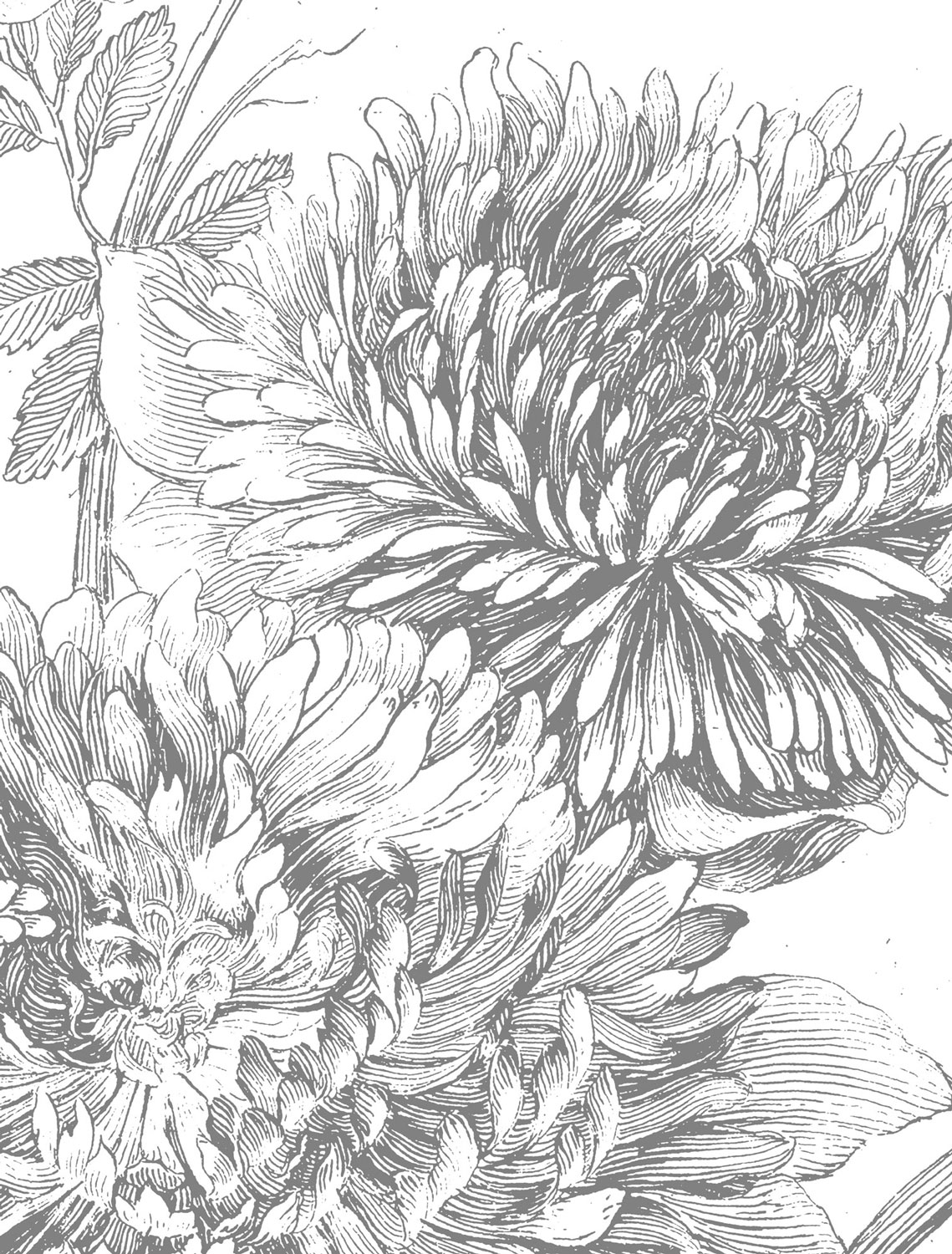 Wandbild Engraved Flowers 2 - L