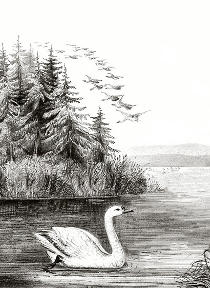 Wandbild Swan Lake - Black/ White