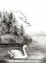 5350_2_rebel_walls_swan_lake_r16221-55584