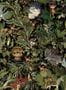 5268_1_Tapete_Menagerie_Of_Extinct_Animals_Moooi_Wallcovering_MO2071-61936