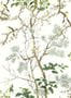19510_03_Thibaut_Katsura_T13621-191431