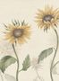 16262_3_Sandberg_Sunflowers_S10527-141532
