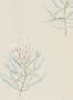 2947_3_sanderson_protea_flower_216329-27527