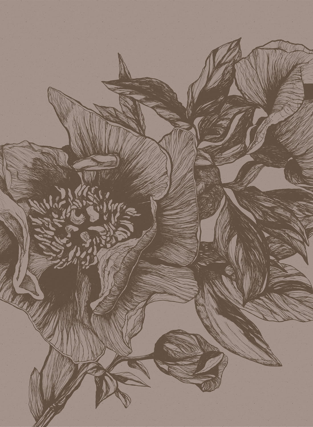 Wandbild Giant Peonies - Cacao