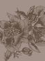 8514_4_Coordonne_Wandbild_Giant_Peonies_9500703-70085