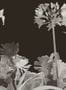 4699_3_paintandpaper_tresco_aloe_walk_perse_grey_0393awperse-58204