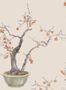 14914_03_Cole_and_Son_Kaki_Persimmon_126_2005-139111