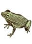 2034_2_sian_zeng_magnet_frog_green-23917