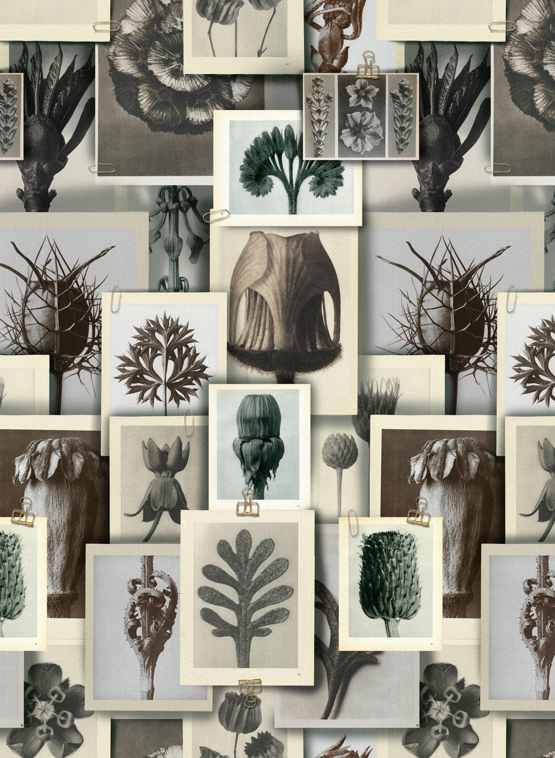 Tapete Blossfeldts Art Forms - WP20595
