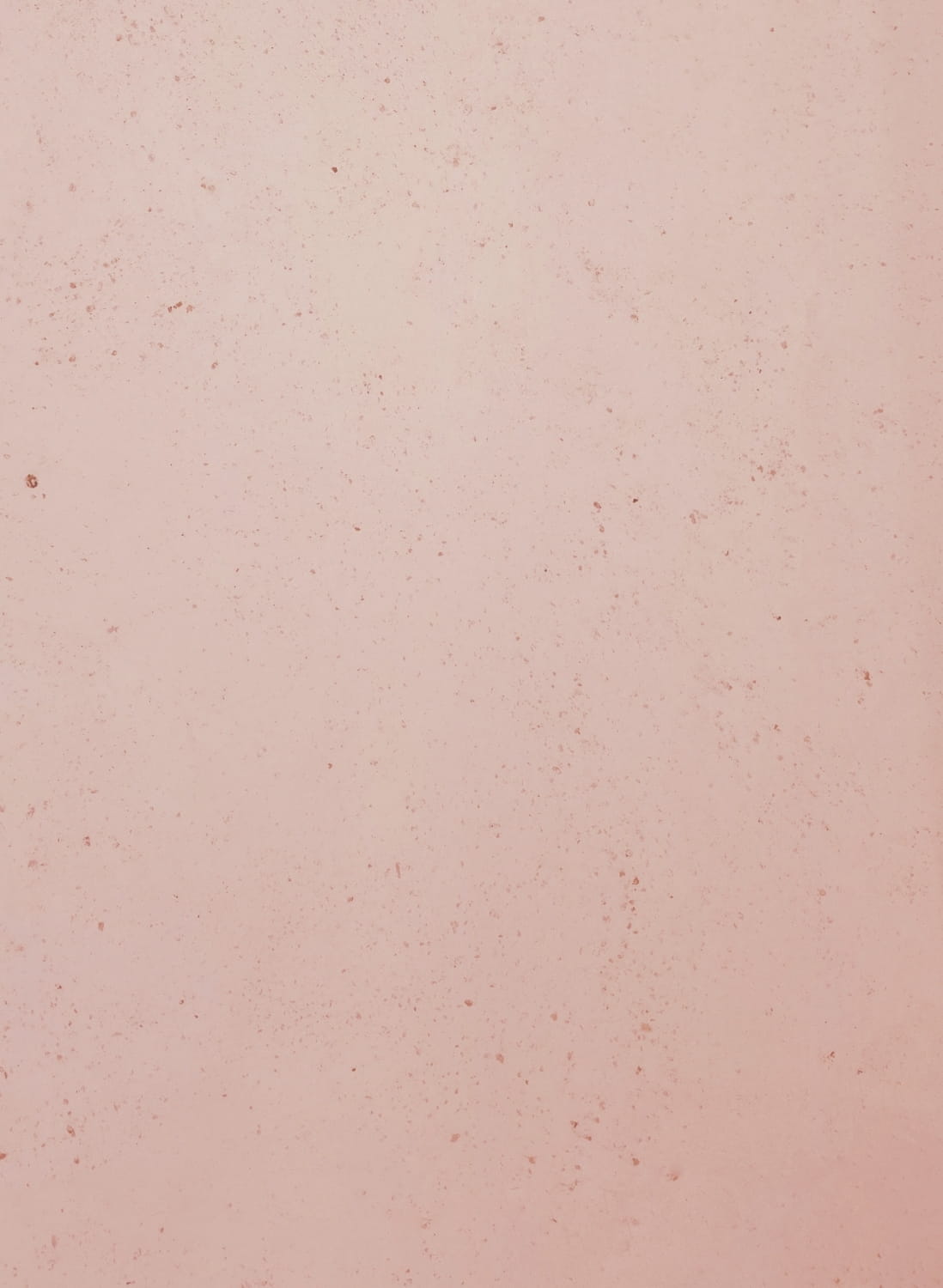 Rosa Cipria - 1