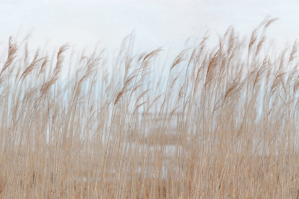 Wandbild Swaying Reed