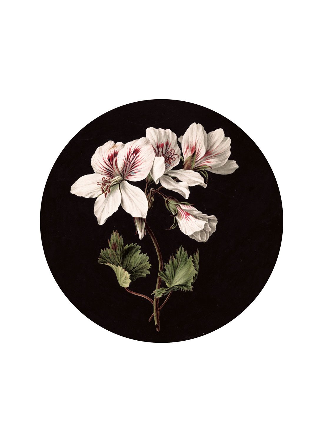 Wandbild White Flowers Circle - S - 1.425m
