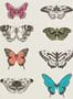 2000_1_harlequin_amazilia_papilio_111079-23786