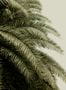 2408_1_rebel_walls_passion_leaf_love_r14001-25270