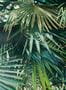6775_2_Jean_Paul_Gaultier_Polynesie_3344-02-91112