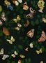 8504_1_Coordonne_Tapete_Magic_Butterflies_9500050-70134