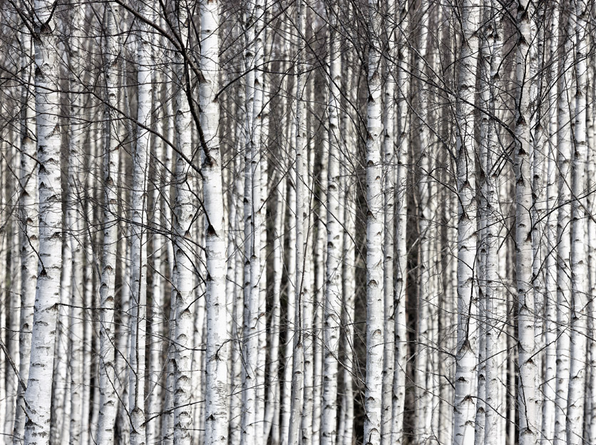 Wandbild Birch Trunks