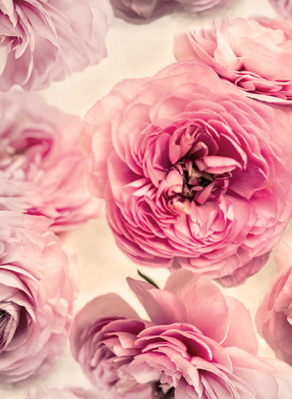 Tapete Summer Wind - Pink
