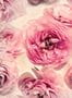5300_1_rebel_walls_summer_wind_r13091-55422
